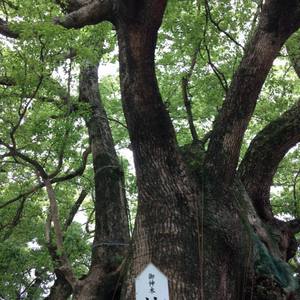 大麻比古神社