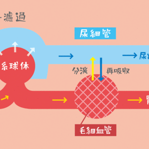 腎臓のはなし２　～腎臓の知られざる役割～